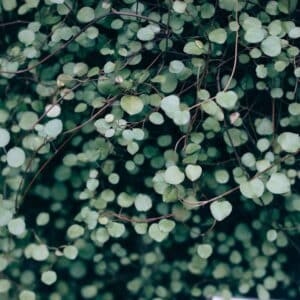 Photo Wildlife garden