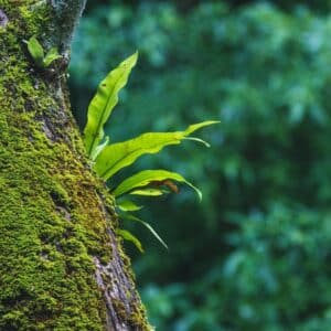 Photo Natures Soundscape