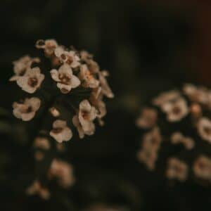 Photo Miniature Garden