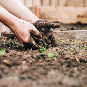 Photo Vegetable garden