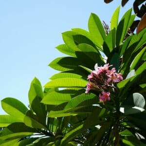 Photo Lush vegetation