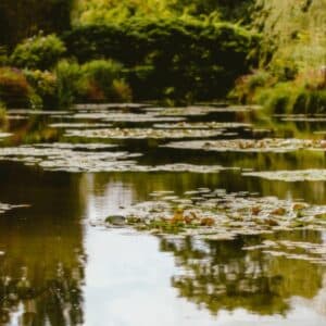 Photo Tranquil garden
