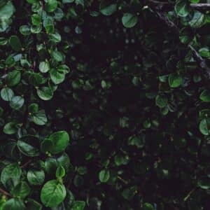 Photo Seasonal garden