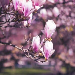 Photo Blooming Magnolia