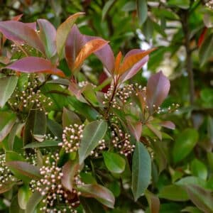 Photo Colorful garden