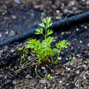 Photo Drip irrigation