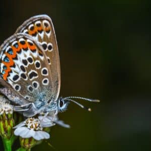 Photo Butterfly garden: Pruning Japanese garden: Raking