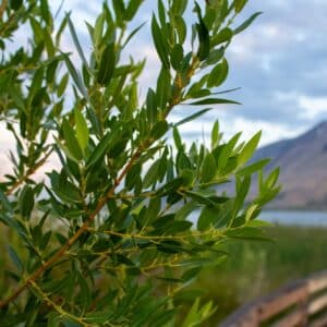 Photo Drought-resistant plants