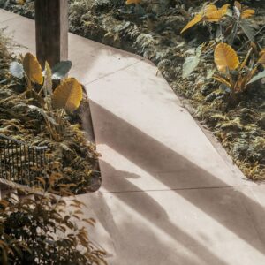Photo Drought-resistant plants