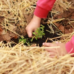 Photo Planting beds