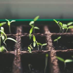 Photo Sustainable garden