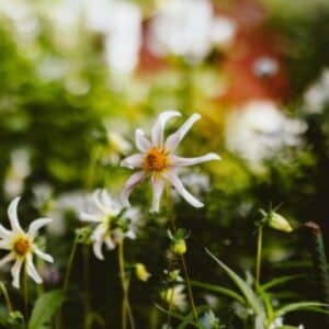 Photo Lush garden
