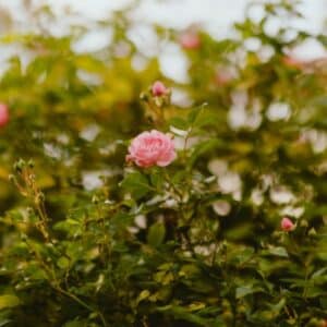 Photo Lush garden