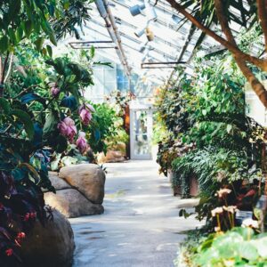 Photo Tree nursery