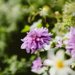 Photo Lush garden