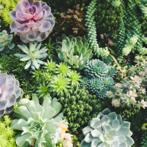 Photo Garden design