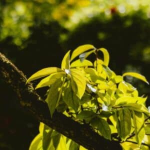 Photo Lush garden