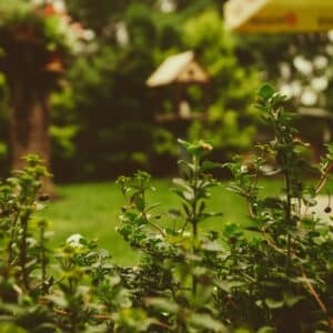 Photo Green Garden