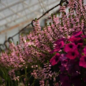 Photo Colorful garden