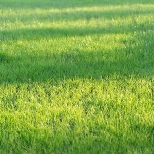 Photo Lawn and Landscaping Company