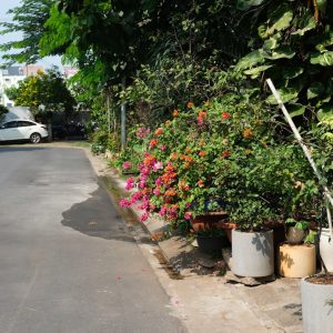 Photo Landscaping Company