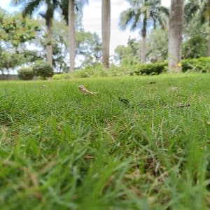 Photo Landscaping Company
