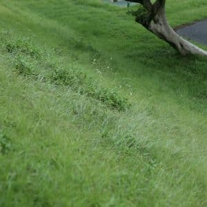 Photo Lawn and Landscaping Company