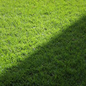 Photo Lawn and Landscaping Company