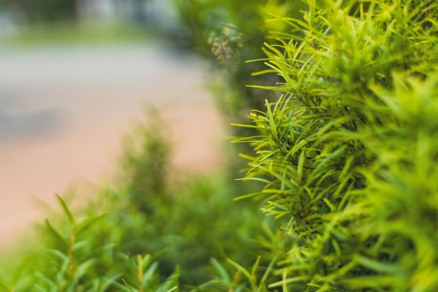 Photo Landscaping Service Cost