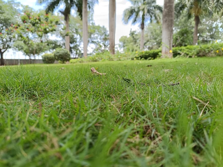 Photo Lawn and Landscaping Companies